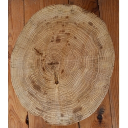 Podstawka, stolik plaster drewna dębowy lakierowny